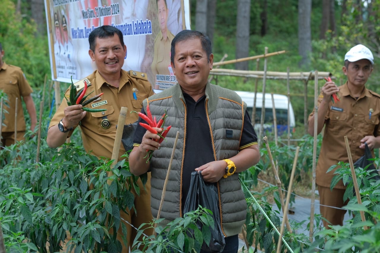 Bupati Soppeng Tegaskan Panen Perdana Cabe Merah Ini Sebagai Gagasan dan Bukti Nyata Program Penanganan Laju lnflasi